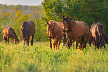 Horses on pasture
