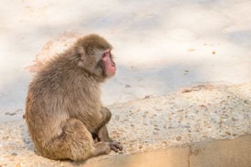 monkey sitting