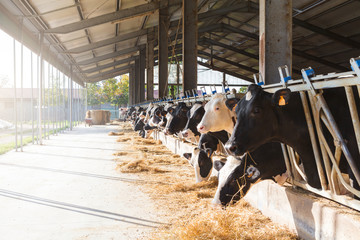 Cows in large cowshed eating hay - obrazy, fototapety, plakaty