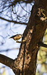 nuthatch, sitta europaea,