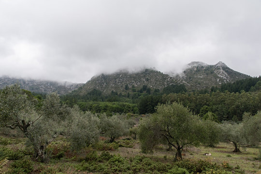 tierra de olivos en Andalucía