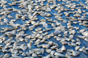 Obraz premium Dried fish of local food in Thailand