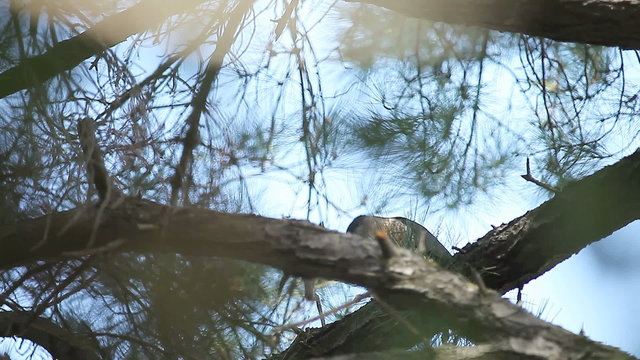 hawk plucking prey in tree	