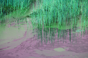 papyrus in toxic water.