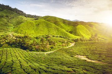 Tea plantation in Malaysia
