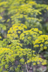Fresh Dill Weed Flowering