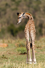 Giraffenbaby