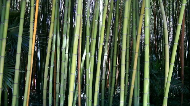 Sous-bois de bambous