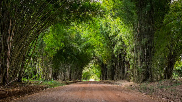 Fototapeta Walkway flanked on both sides with a bamboo forest