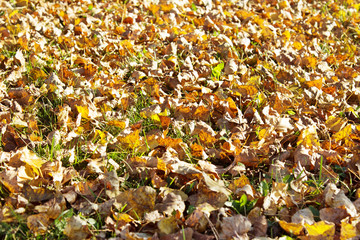 Fallen yellow leaves