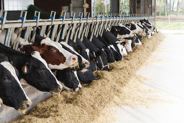 Cows eating hay in large cowshed.