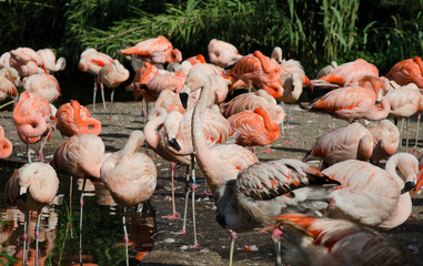 flamingos