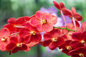 Fototapeta na wymiar Red orchid2