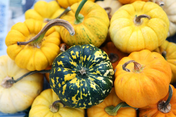 colorful pumkins.