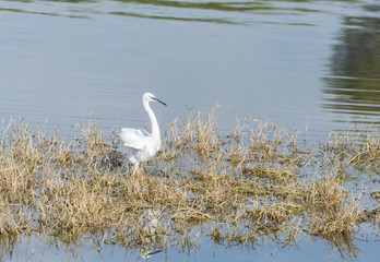 Common Egret, Egretta garzetta