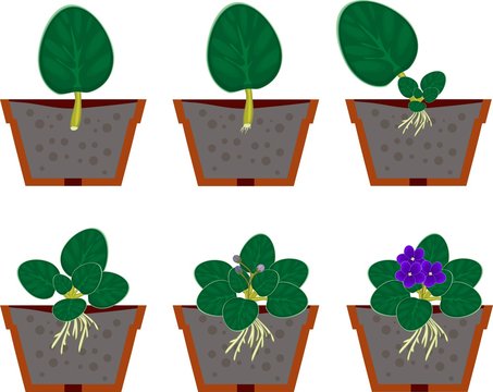 Vegetative reproduction african violets (saintpaulia) home plant