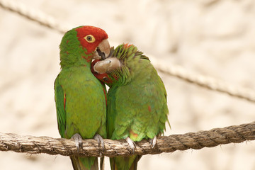 Kissing parrots on a rope