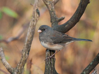 Dark-eyed Junco in a Midwest Forest Edge