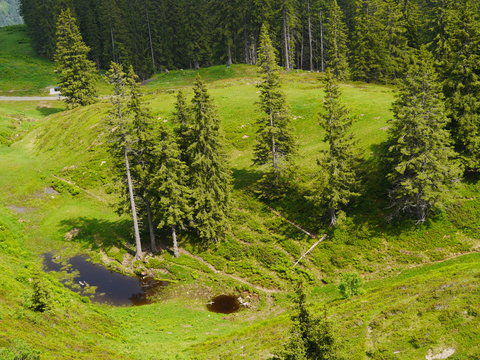 B&auml;ume
