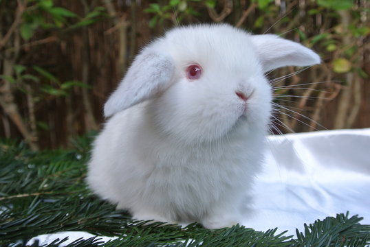 5 Best Lapin Nain Images Stock Photos Vectors Adobe Stock 5 Best Lapin Nain Images Stock Photos Vectors Adobe Stock