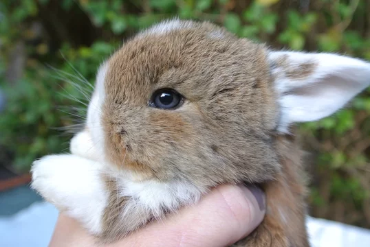 Bebe Lapin Belier Nain Stock Photo Adobe Stock