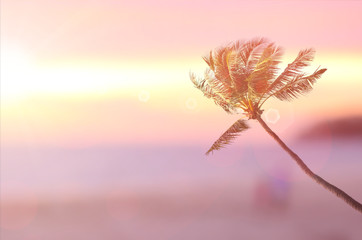 Obraz premium Blur tropical sunset beach with palm tree abstract background.
