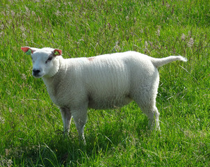 Lamb in a meadow, Friesland, the Netherlands