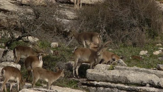   Iberian ibex group, observed by the dominant male  