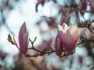 Fleurs de magnolia. Magnolia en fleurs au printemps