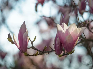 Photo sur Plexiglas Magnolia Fleurs de magnolia. Magnolia en fleurs au printemps