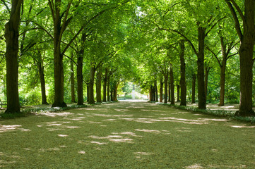 Fototapeta na wymiar Trees in rows in the park near Budapest, Hungary