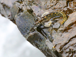 Rare tropical fish Alticus Anjouanae (Mudskipper) endemic on Reunion Island. Amphibious life on a cliffs.