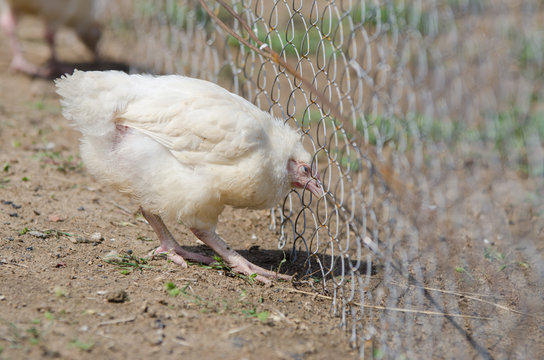 The younger chick chicken wire mesh pen