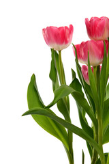 Group of Tulips