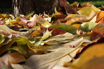 Colorful and bright background made of fallen autumn leaves