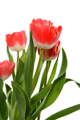 Red Tulips