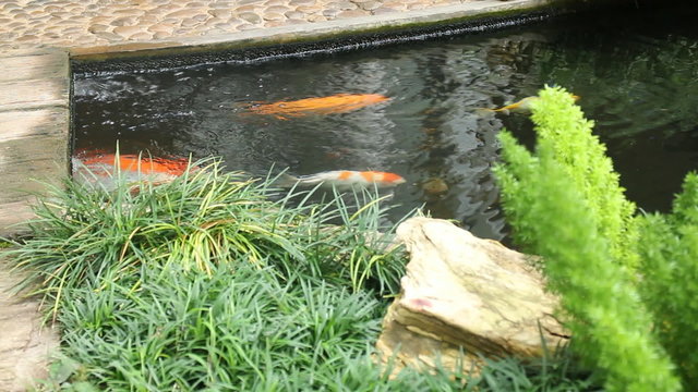 Variety carps swimming in garden pond, stock video