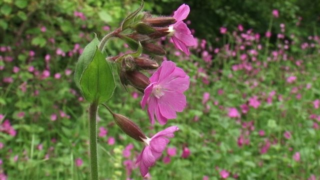 Red Campion, Silene dioica blooming - close up + pink carpet in background
