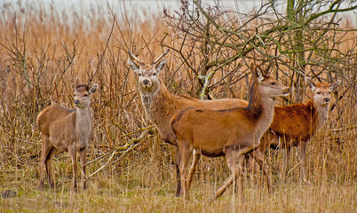 Red deer in a field with reed in winter