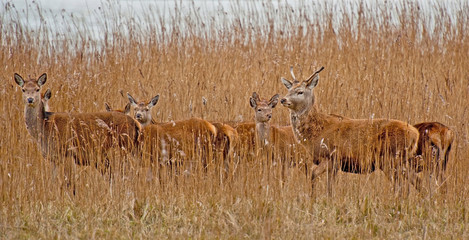 Fototapeta na wymiar Red deer in a field with reed in winter