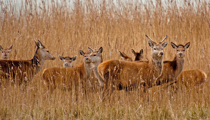 Red deer in a field with reed in winter