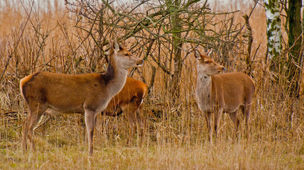 Naklejka na ściany i meble Red deer in a field with reed in winter