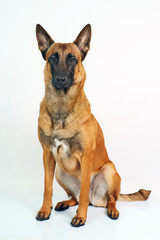 Belgian Shepherd dog Malinois sitting on white background