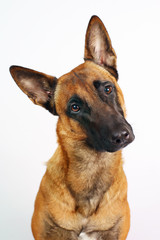 Portrait of an interested Belgian Shepherd dog Malinois on white background