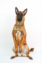 Belgian Shepherd dog Malinois sitting up on its back legs on white background