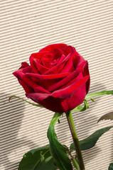 Red rose on linear background