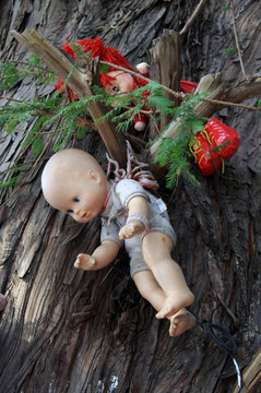 Old Spooky Dolls hanging in a tree in Mexico City [Isla de las Munecas /Island of the Dolls]