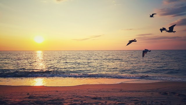 Beautiful Sunrise. Flying Birds On The Beach.