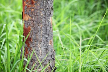 barking tree with grass background.