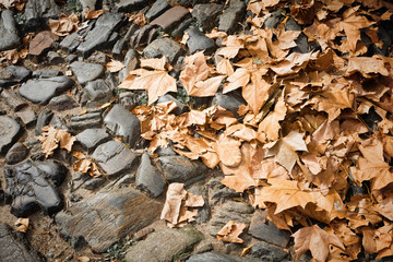 Autumn leaves